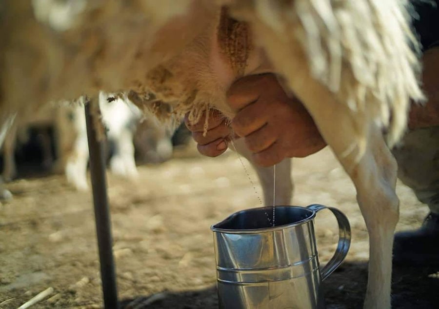 man milking a sheep in an aluminum tin at 'Mykonos Farmers' farm